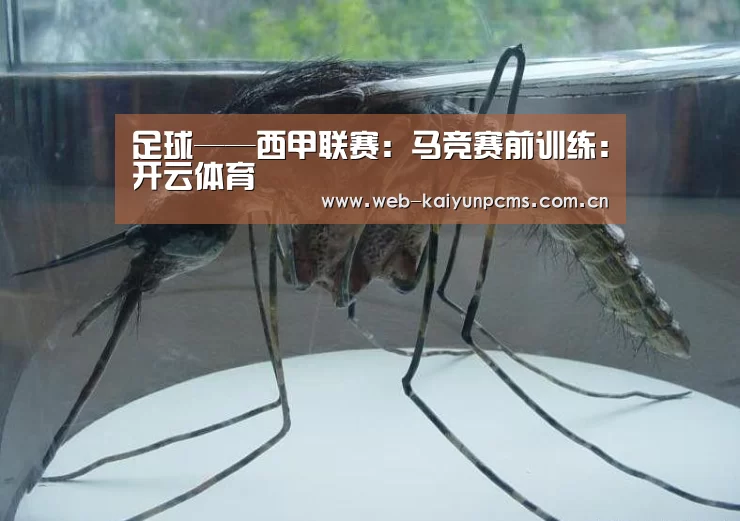 足球——西甲联赛：马竞赛前训练：开云体育